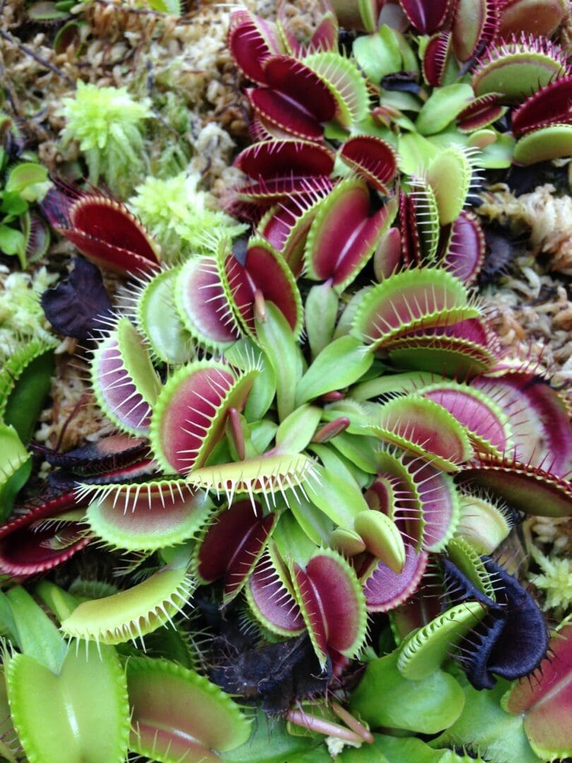 Bennett's Greenhouse