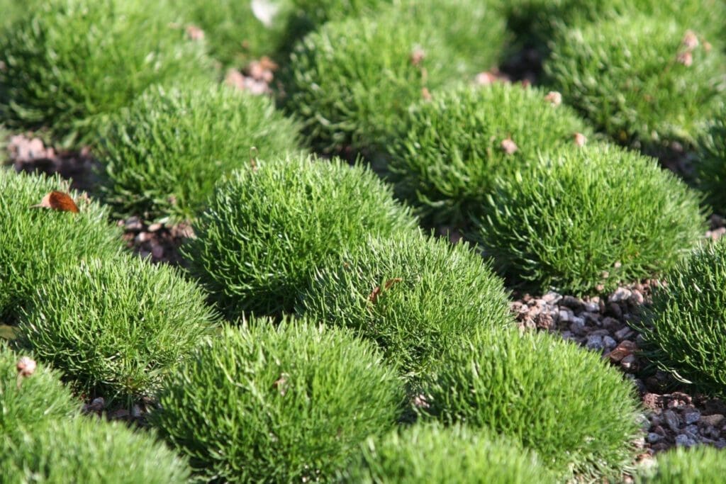 Green spherical bushes with needle-like leaves interspersed with small pebbles, under bright sunlight.