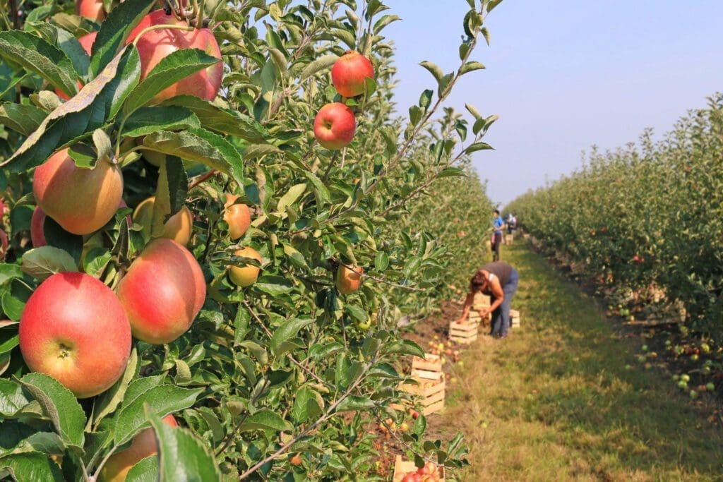 Apple orchard with ripe apples on trees, and workers harvesting fruit in the background.
