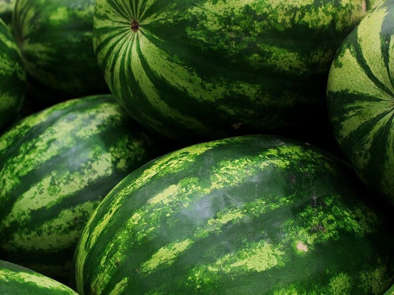Close-up of several whole watermelons with green striped rinds, displayed at a market.