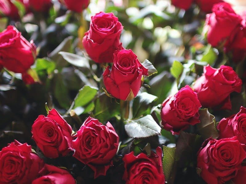 A close-up of vibrant red roses with green leaves, highlighted by natural sunlight.