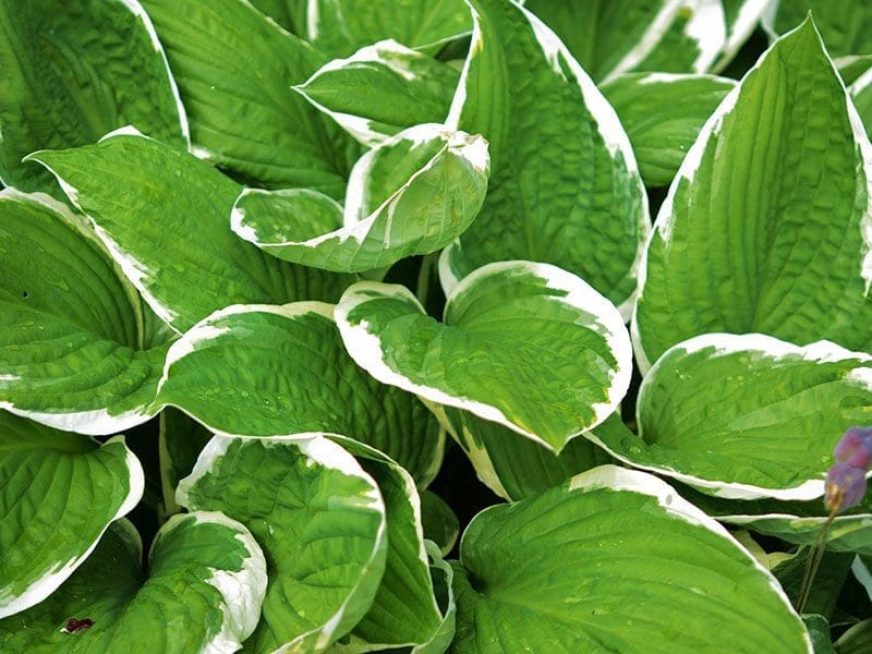 Green and white variegated hosta plants with lush leaves in a garden.