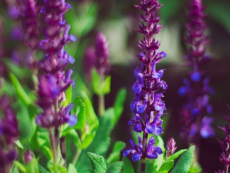 Close-up of vibrant purple salvia flowers in bloom, with a soft focus on a green leafy background.
