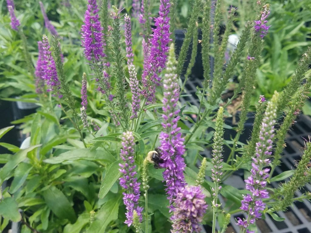 A bee on a purple flower.