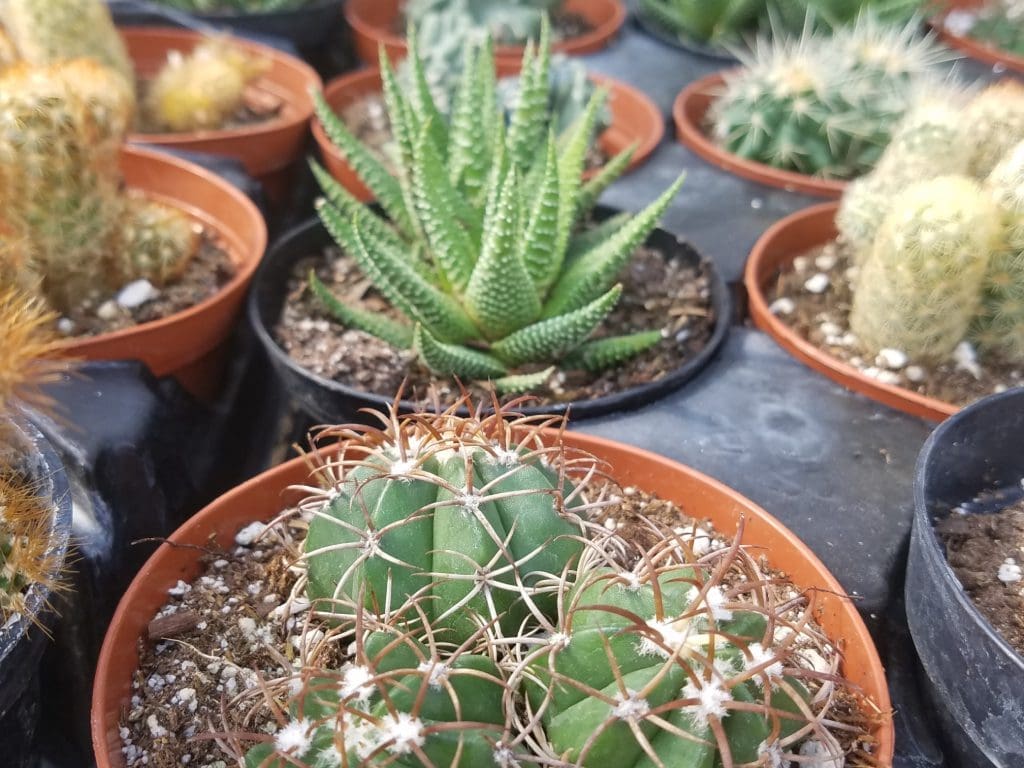 Various cacti in small brown pots arranged closely together, showcasing different shapes and textures.
