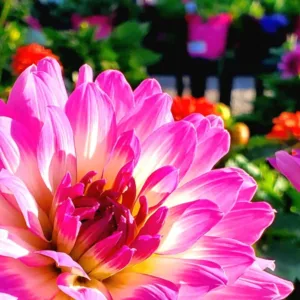 Dahlia