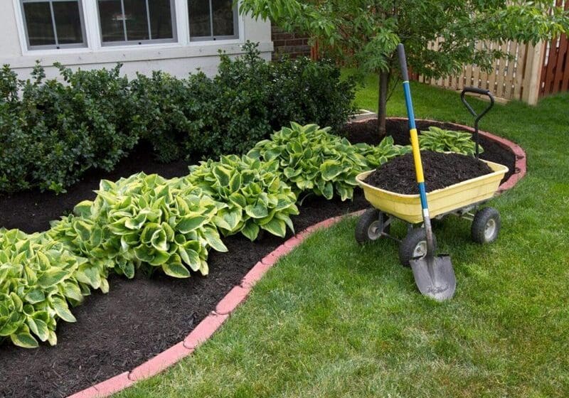 A wheelbarrow with soil parked on a lush lawn next to a flowerbed lined with hostas and trimmed bushes.