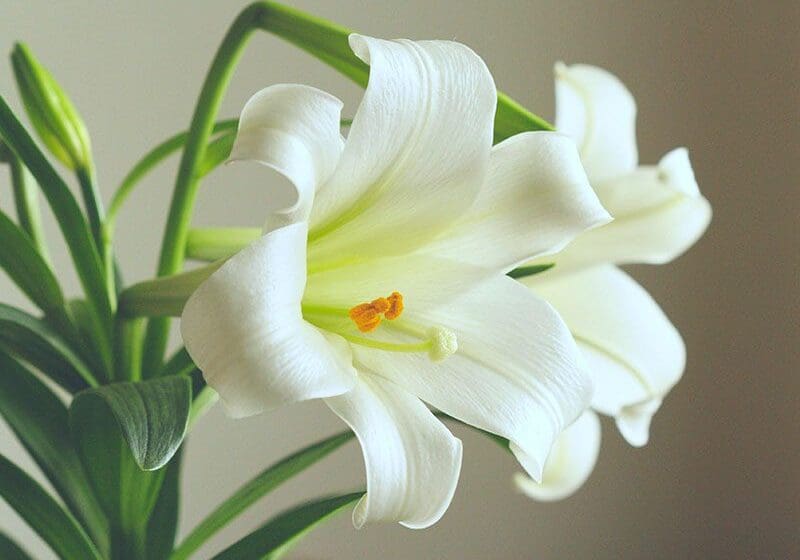 A close-up of a white easter lily with visible stamens and a subtle green background.