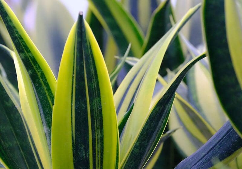 Close-up view of yellow-striped green snake plant leaves with soft focus background.