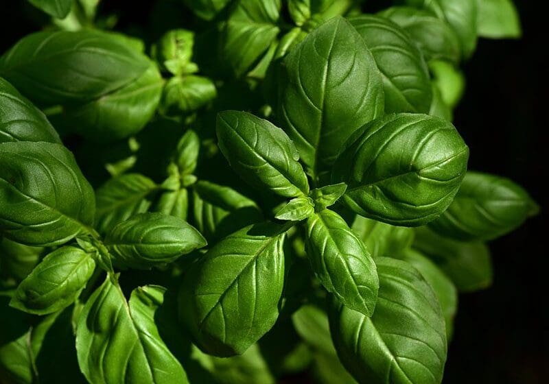 Lush green basil leaves in close-up, highlighted by sunlight with a dark background.