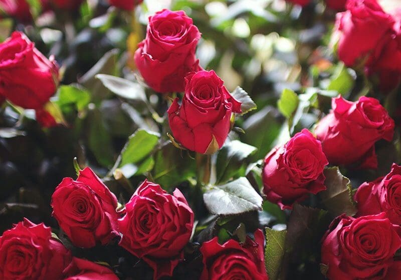 A close-up of vibrant red roses with green leaves, highlighted by natural sunlight.